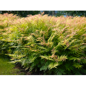 Tavoľníkovec jarabinolistý (Sorbaria sorbifolia) ´SEM®´ - výška 40-60 cm, kont. C3L